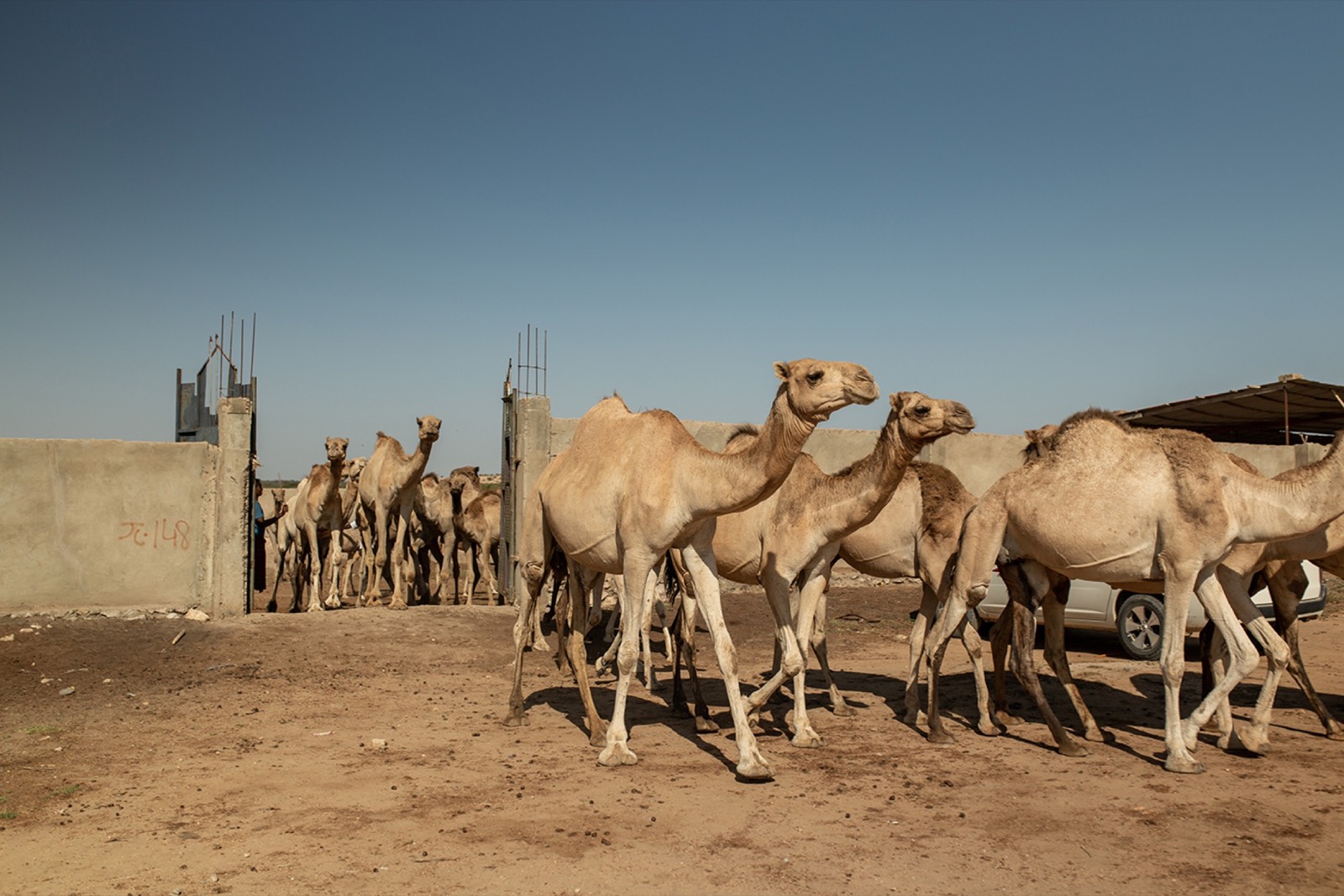 WSJ, photo 03. Camels leave the farm to feed outside the city.