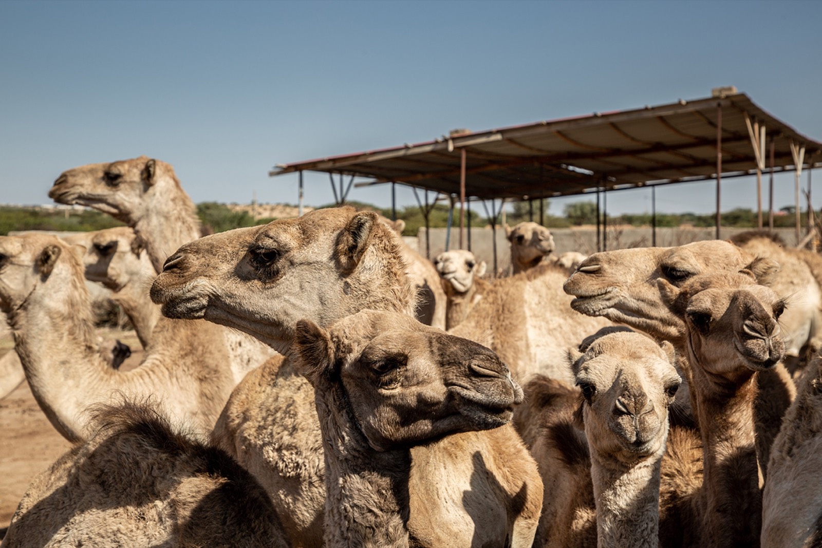 WSJ, photo 05. Young camels at Mohamed's farm in Hargeisa.