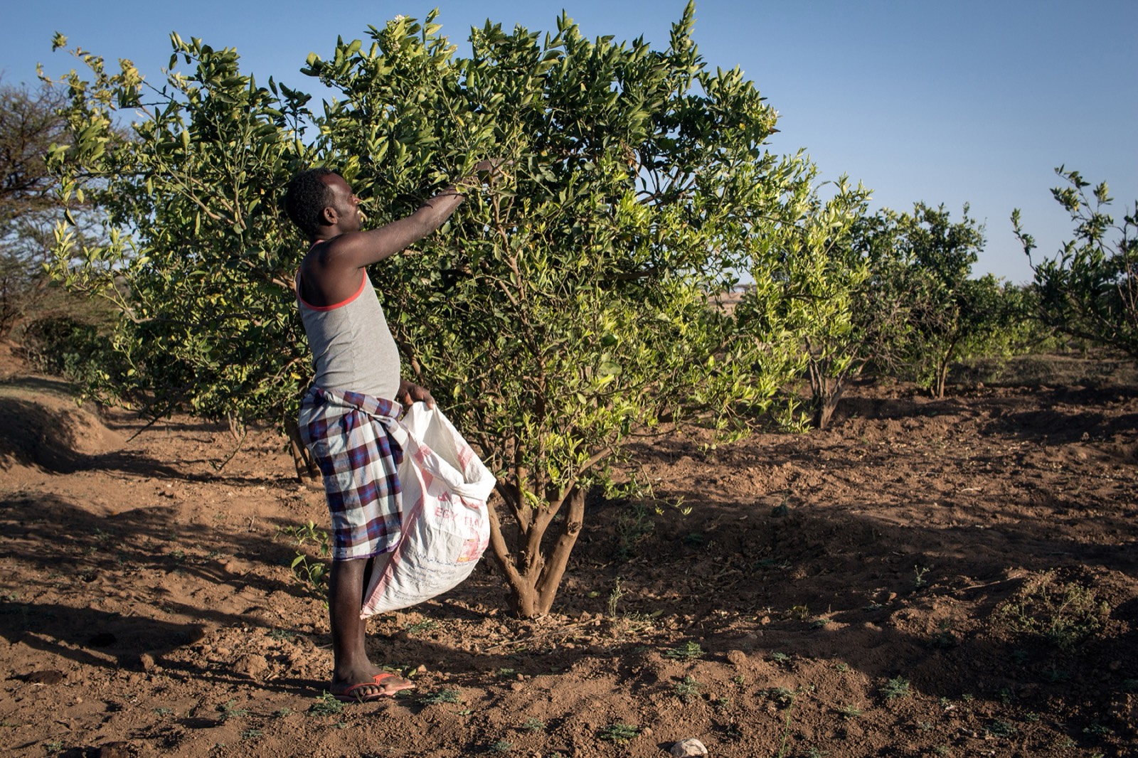 Division Multiplied, photo 09. A farmer on a farm in Arabsiyo.